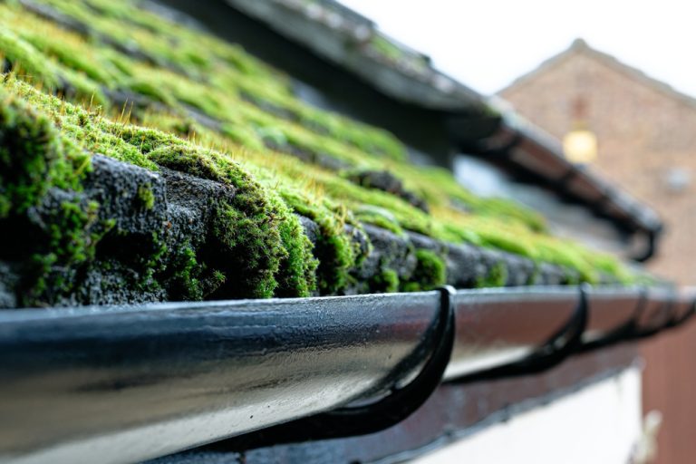 Thick moss growing on roof tiles and in a gutter